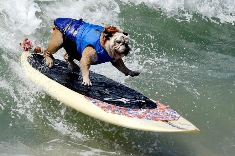 murió tillman perro skater