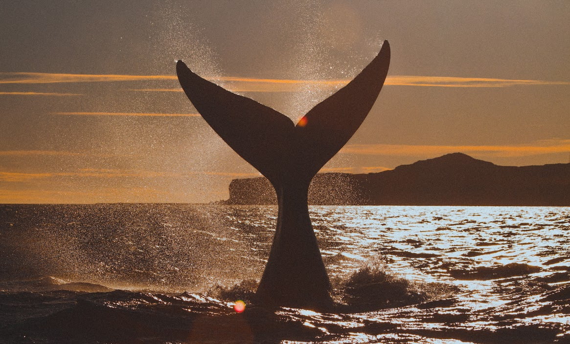 ballena oceanos medio ambiente ecologia