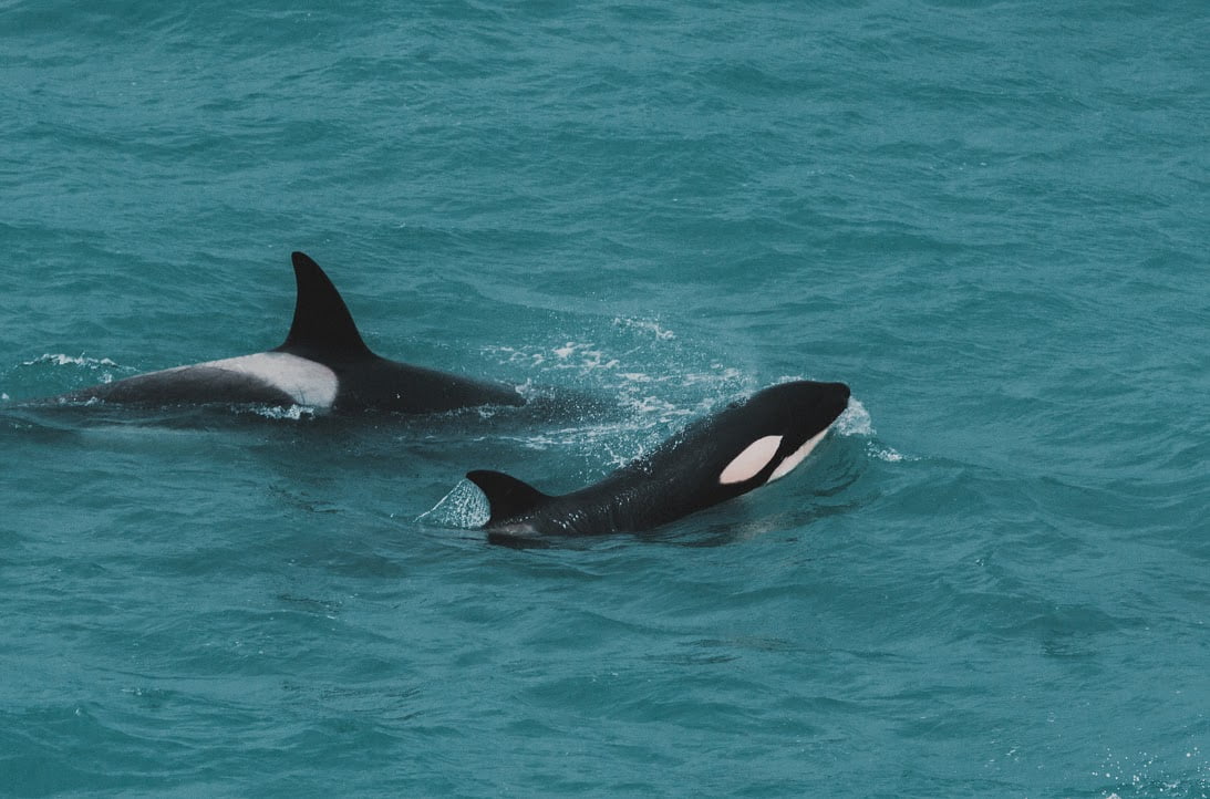 medio ambiente orcas mar
